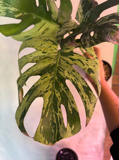 Monstera Vietciosa