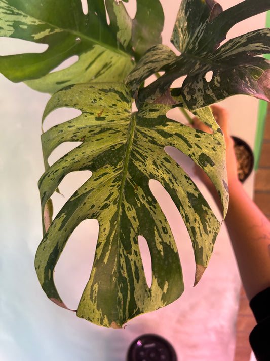Monstera Vietciosa