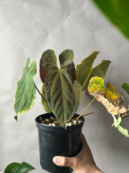 Anthurium RVDP x Papi