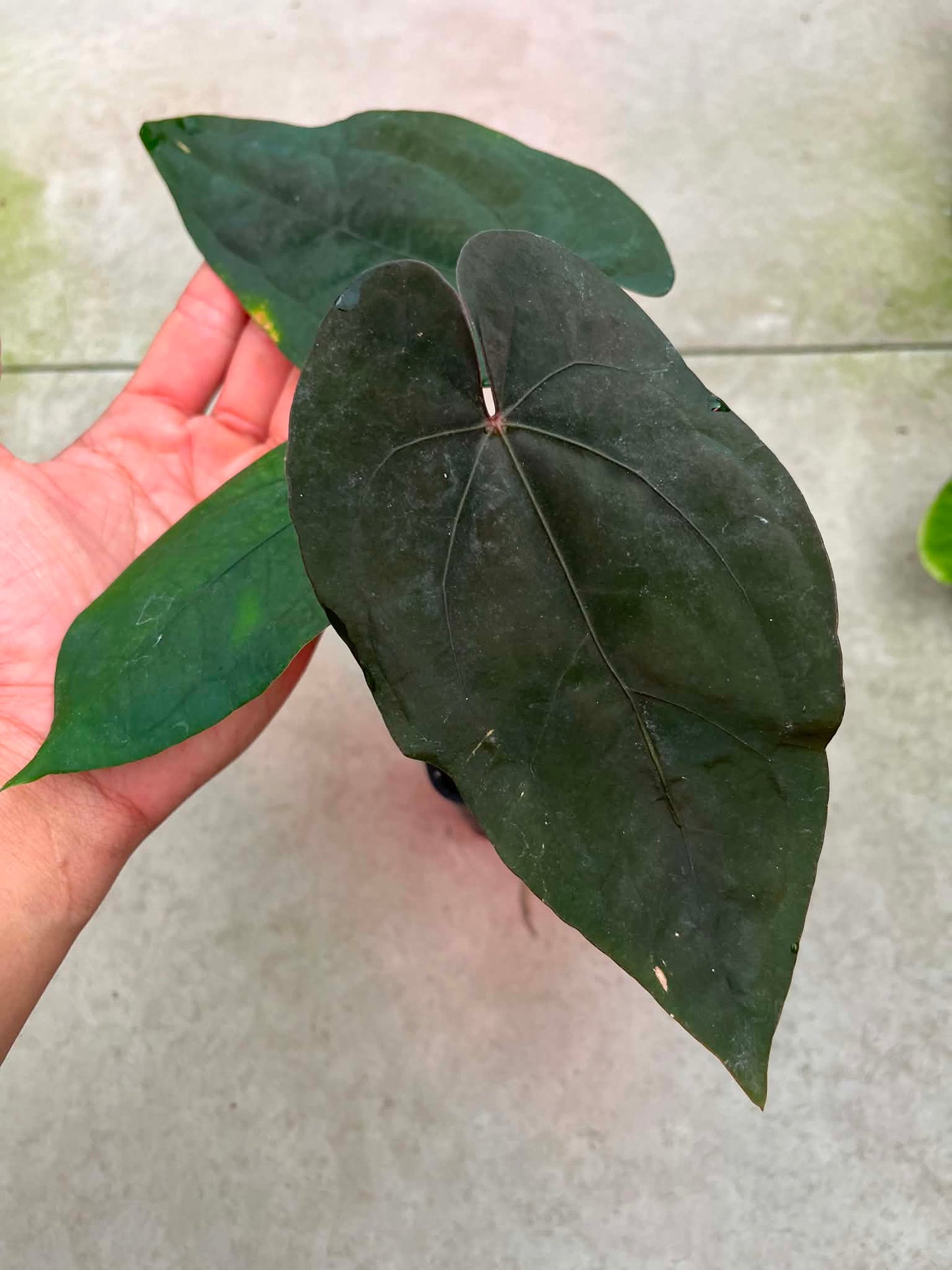 Anthurium AOS ‘Tezula’ x Dressleri by Han Kirok