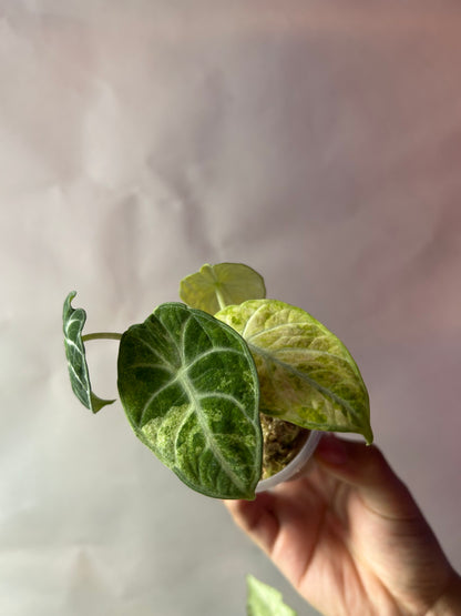 Alocasia Ninja Tricolor aka Splash