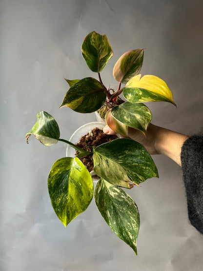 The Knight & Princess Combo