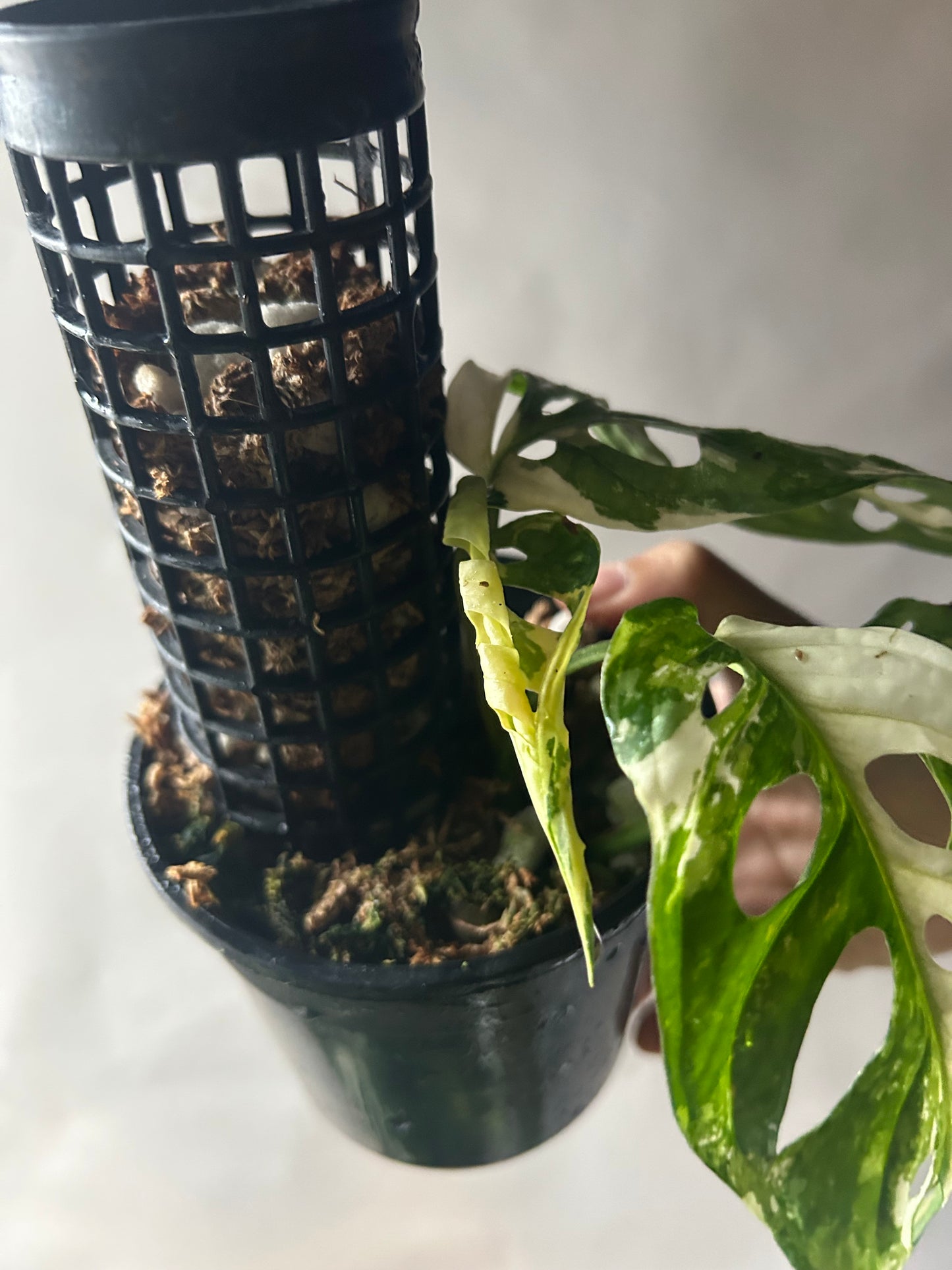 Monstera Adansonii Tricolor