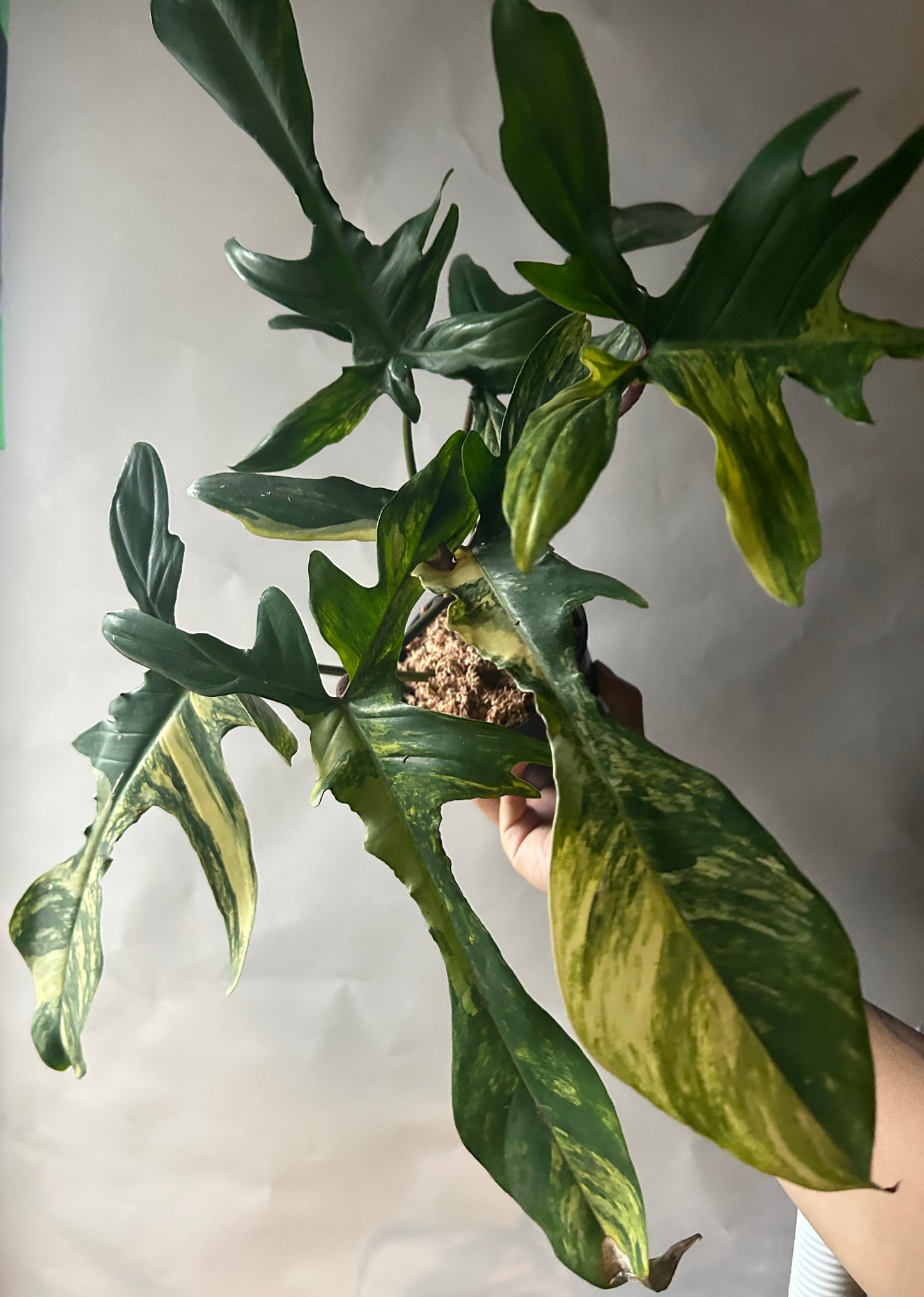 Philodendron Florida Beauty