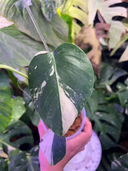 Monstera Jungle Mint