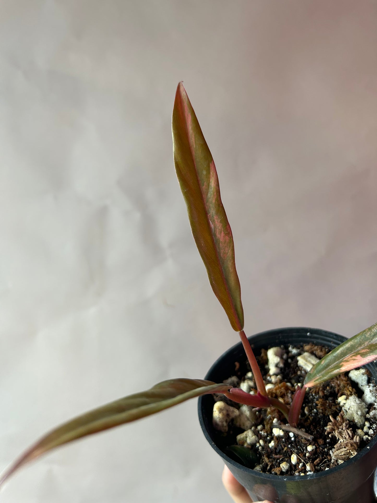 Philodendron Caramel Marble