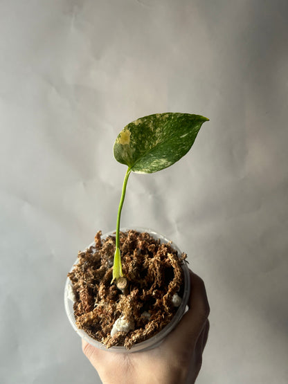 Monstera Thai Constellation “Miracle” Cutting