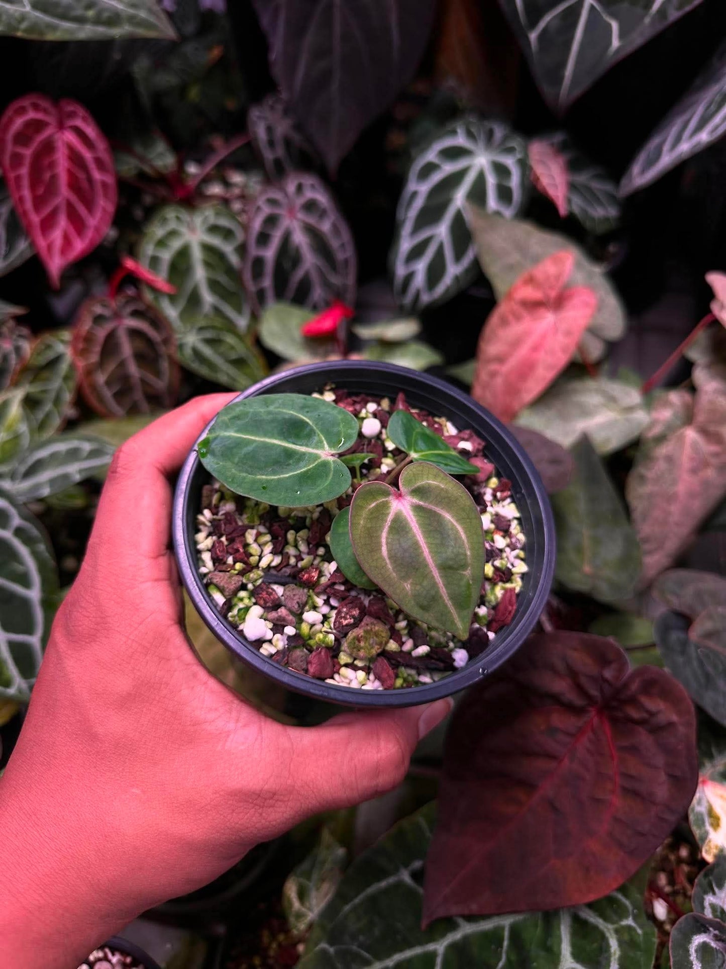 Anthurium (Carlablackie ‘District’ x Carlablackie RA8) S1