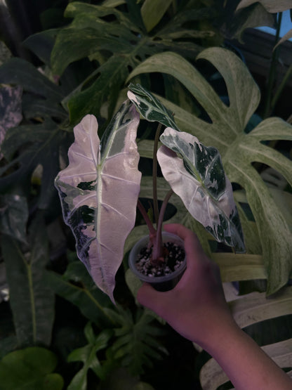 Alocasia Polly Pink