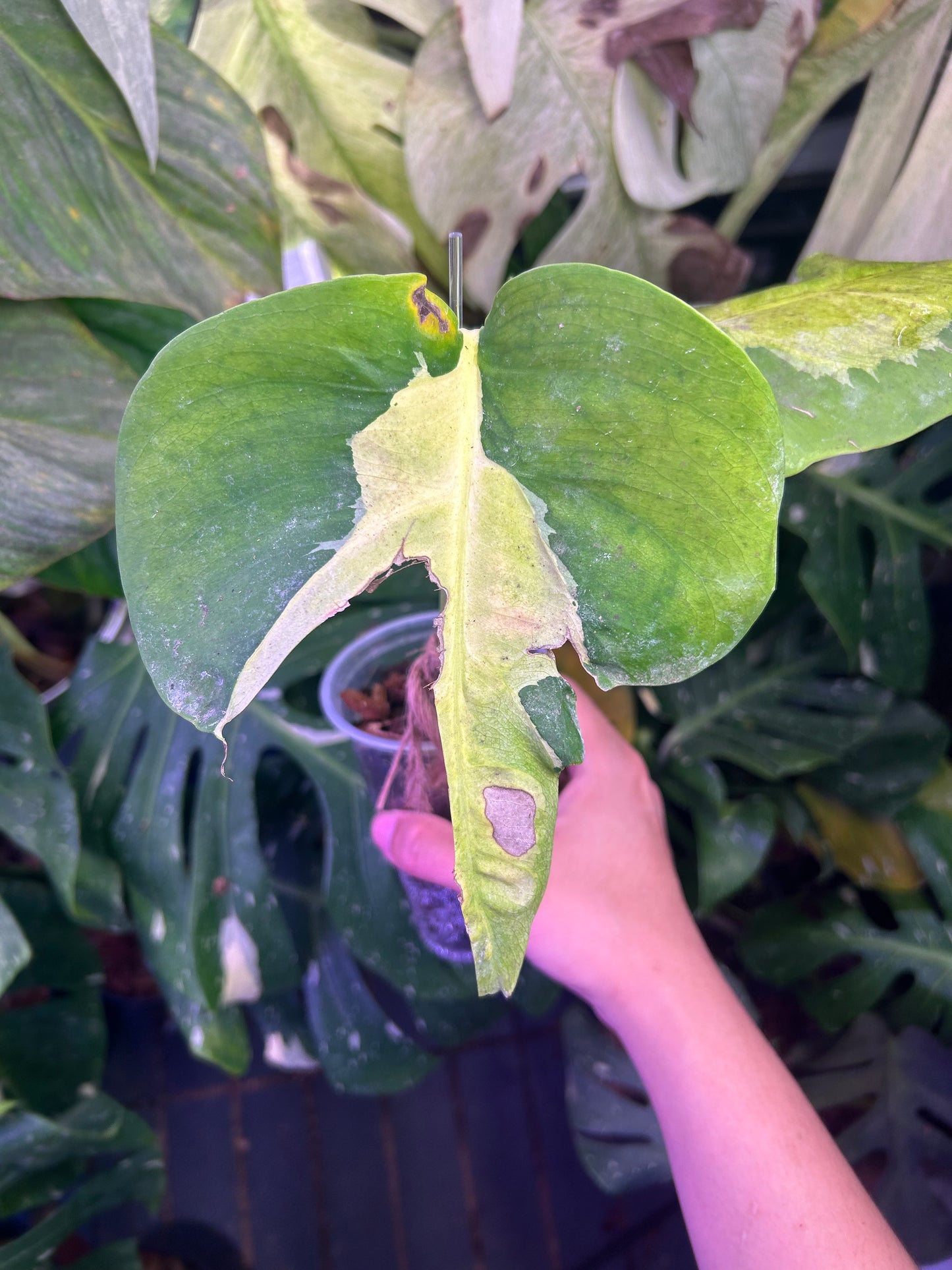 Monstera White Lava Top Cut