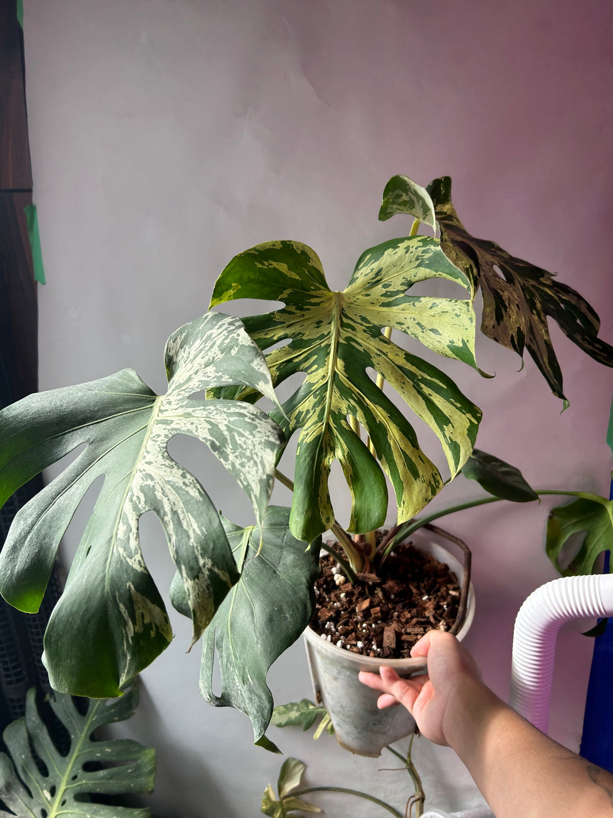 Monstera Bulbasaur XXXL