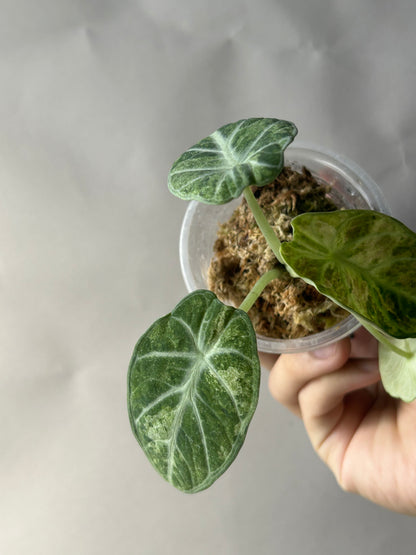 Alocasia Ninja Tricolor Splash
