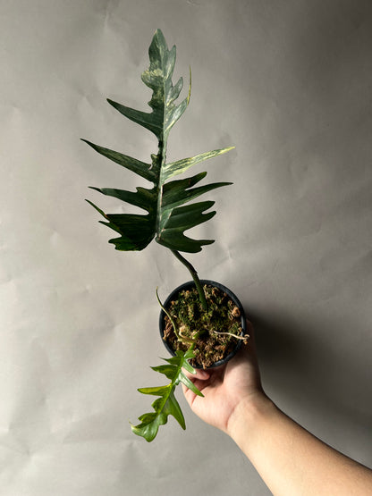 Philodendron Tortum x Florida Beauty