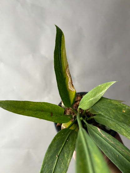 Anthurium Vittarifolium Variegated