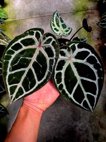 Anthurium ( SKG PL x RC) x ( Michelle Long Form x Zara) by Han Kirok