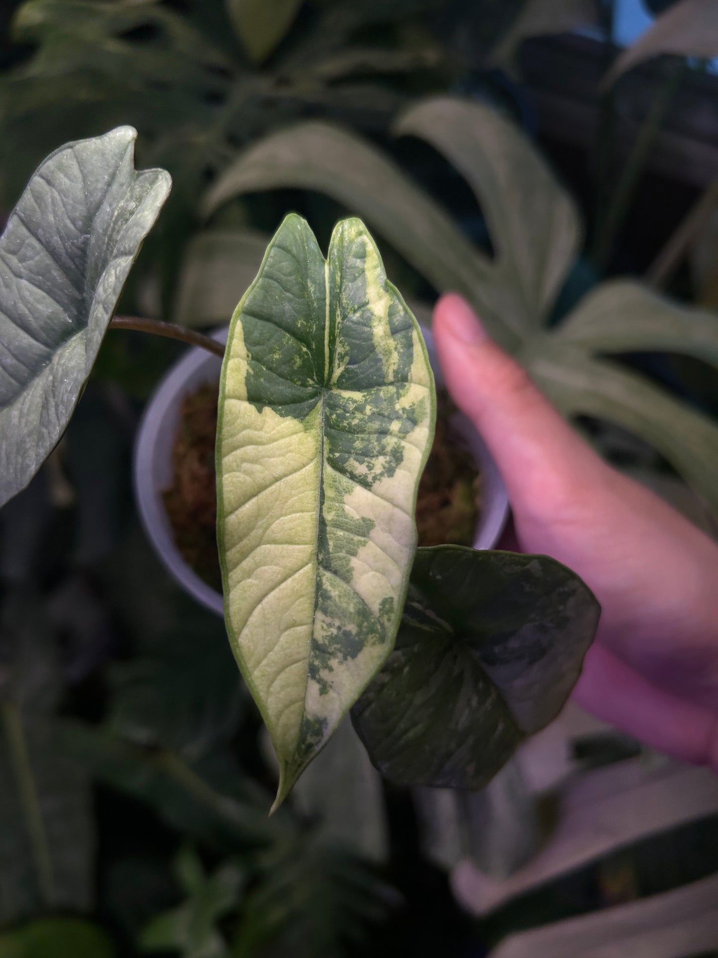 Alocasia Bisma Platinum Albo