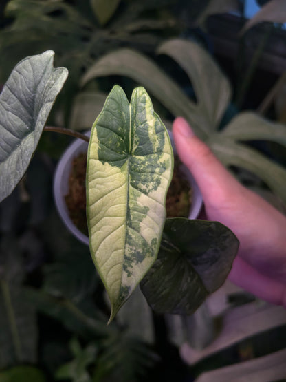 Alocasia Bisma Platinum Albo