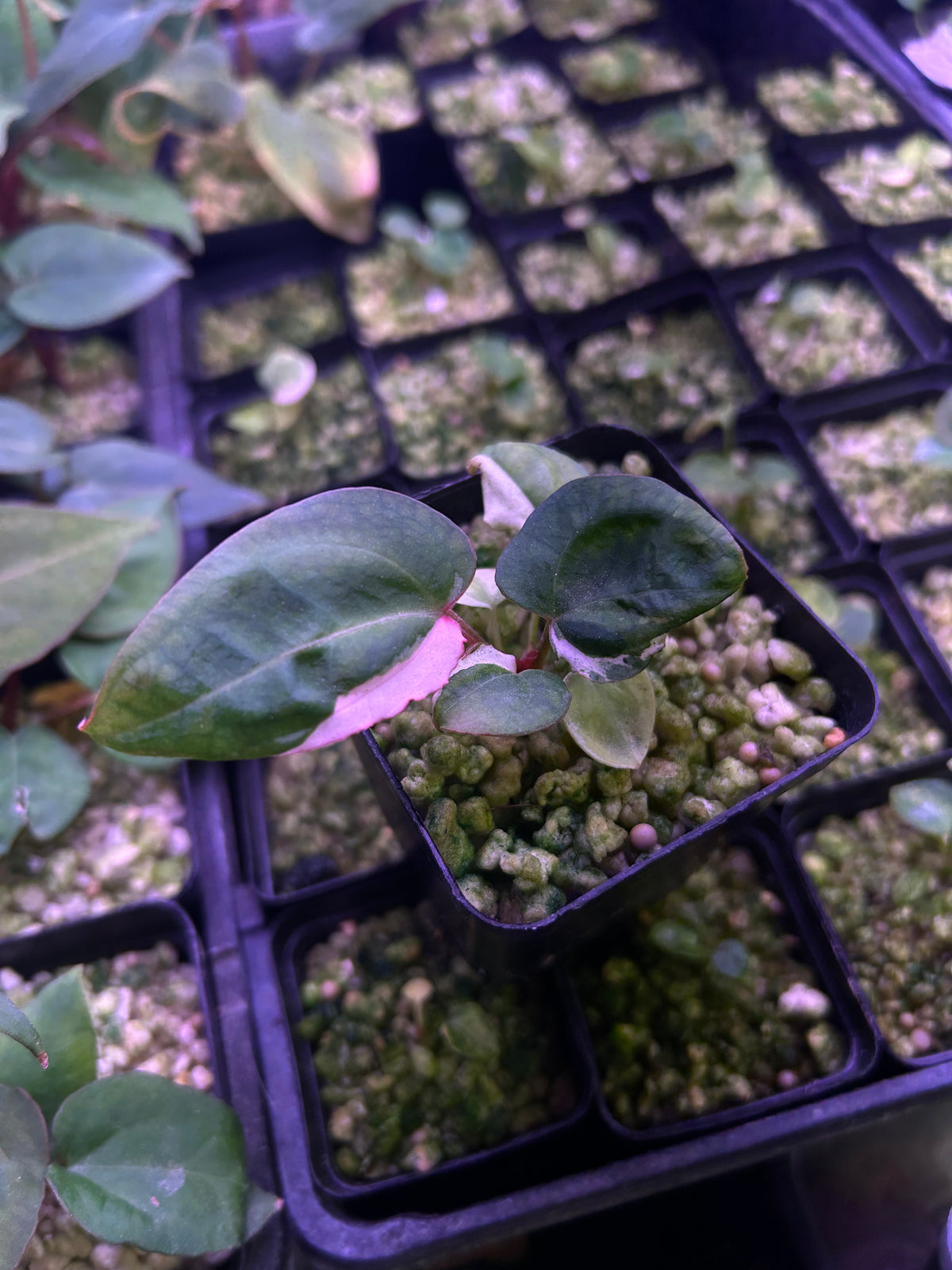 Anthurium ‘Patrick Star’ No. 10