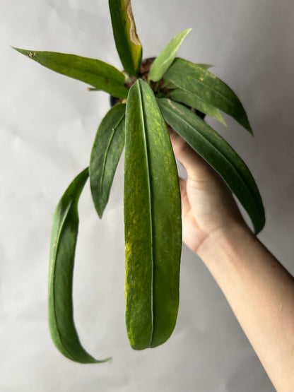 Anthurium Vittarifolium Variegated