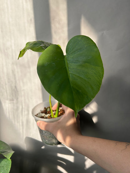 Monstera Deliciosa Green-on-Gree