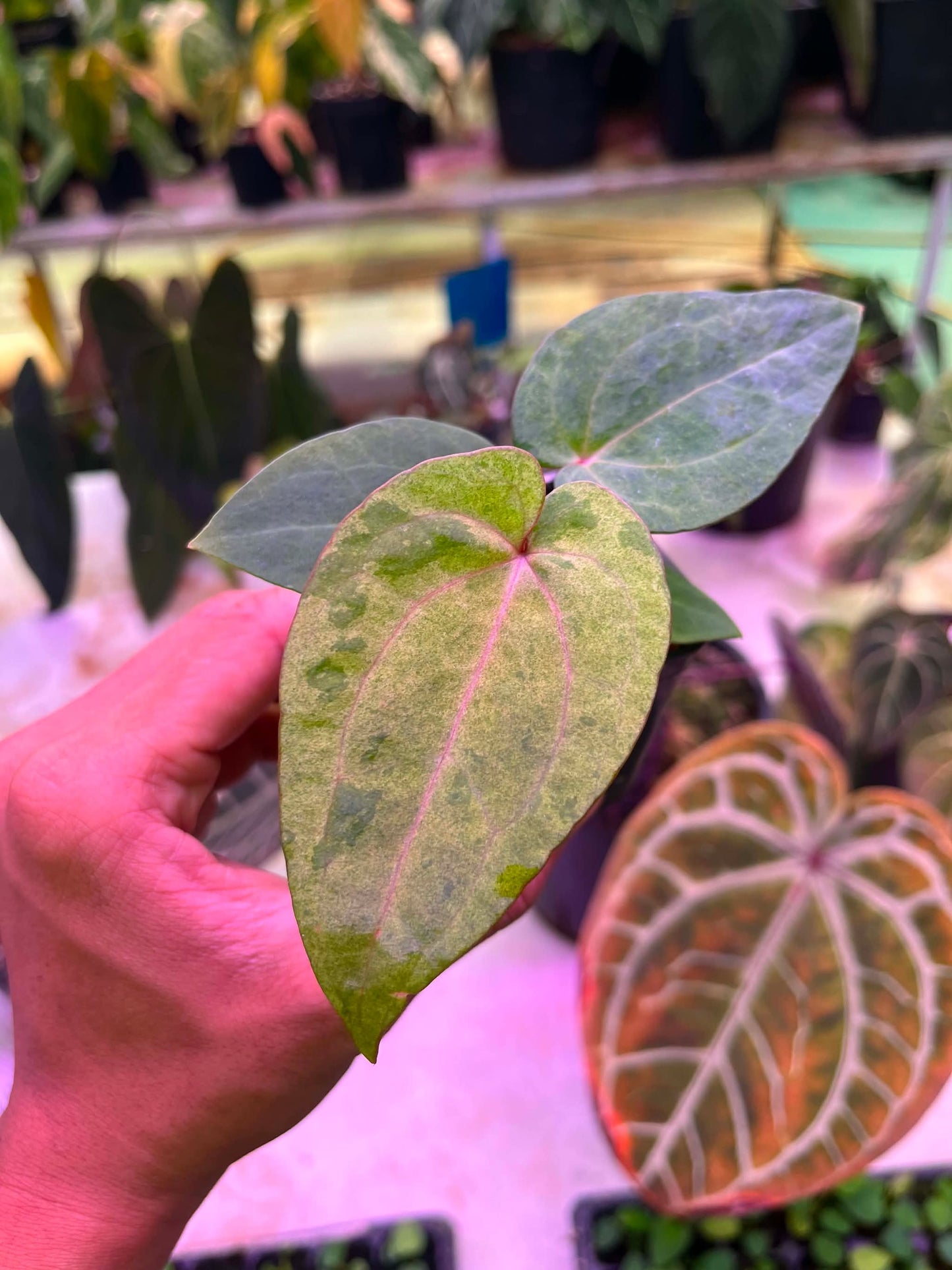 Variegated Anthurium ( Pap x RL S1) x (Docblock x RVDP) by Han Kirok