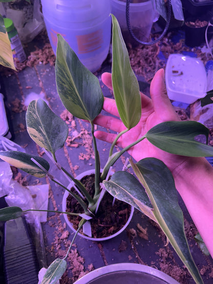 Monstera Burle Marx Flame