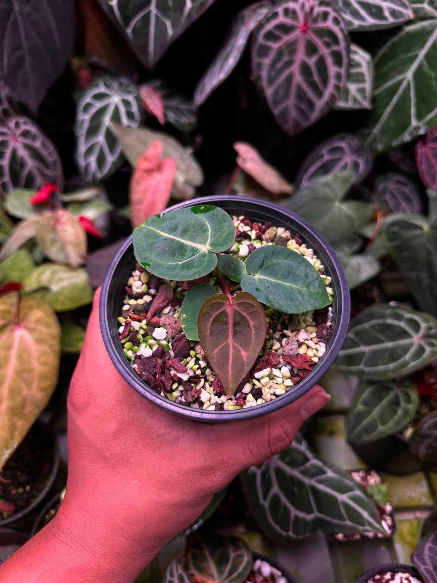 Anthurium (Carlablackie ‘District’ x Carlablackie RA8) S1