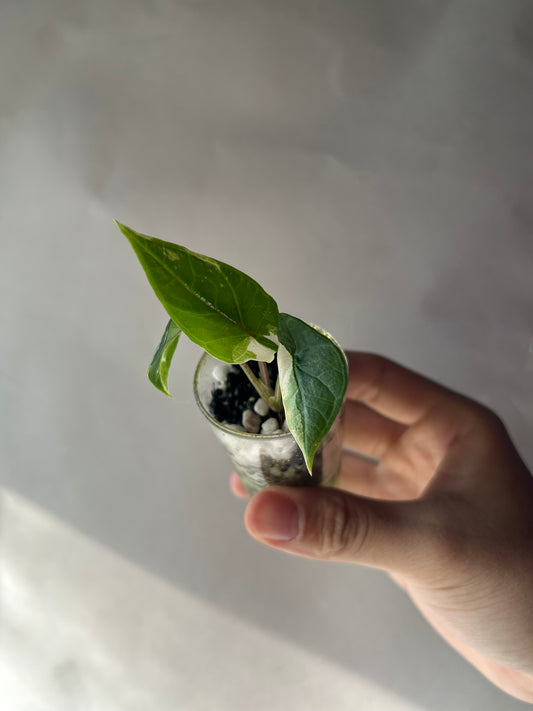 Alocasia Scalprum Albo