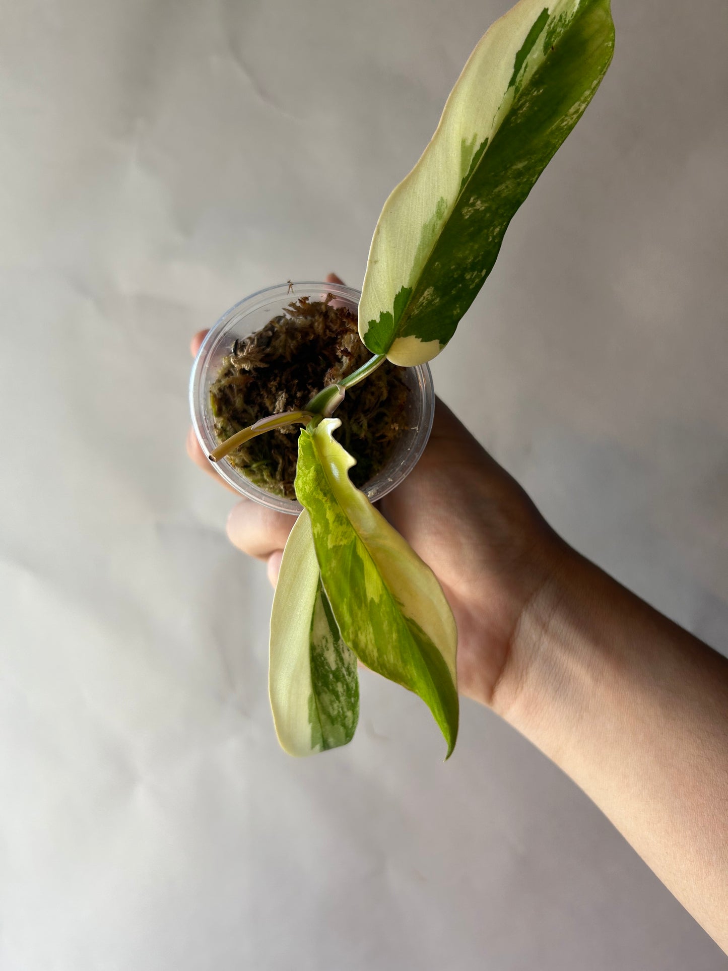 Philodendron Flobe x Tortum