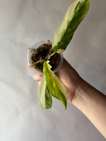 Philodendron Flobe x Tortum