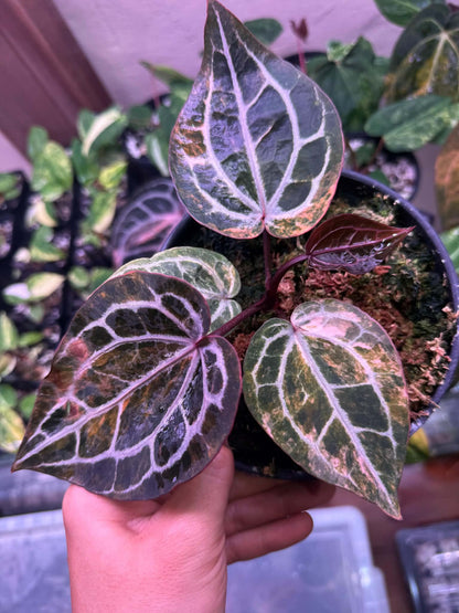 Variegated Anthurium Docblock Michelle Clone from Han Kirok