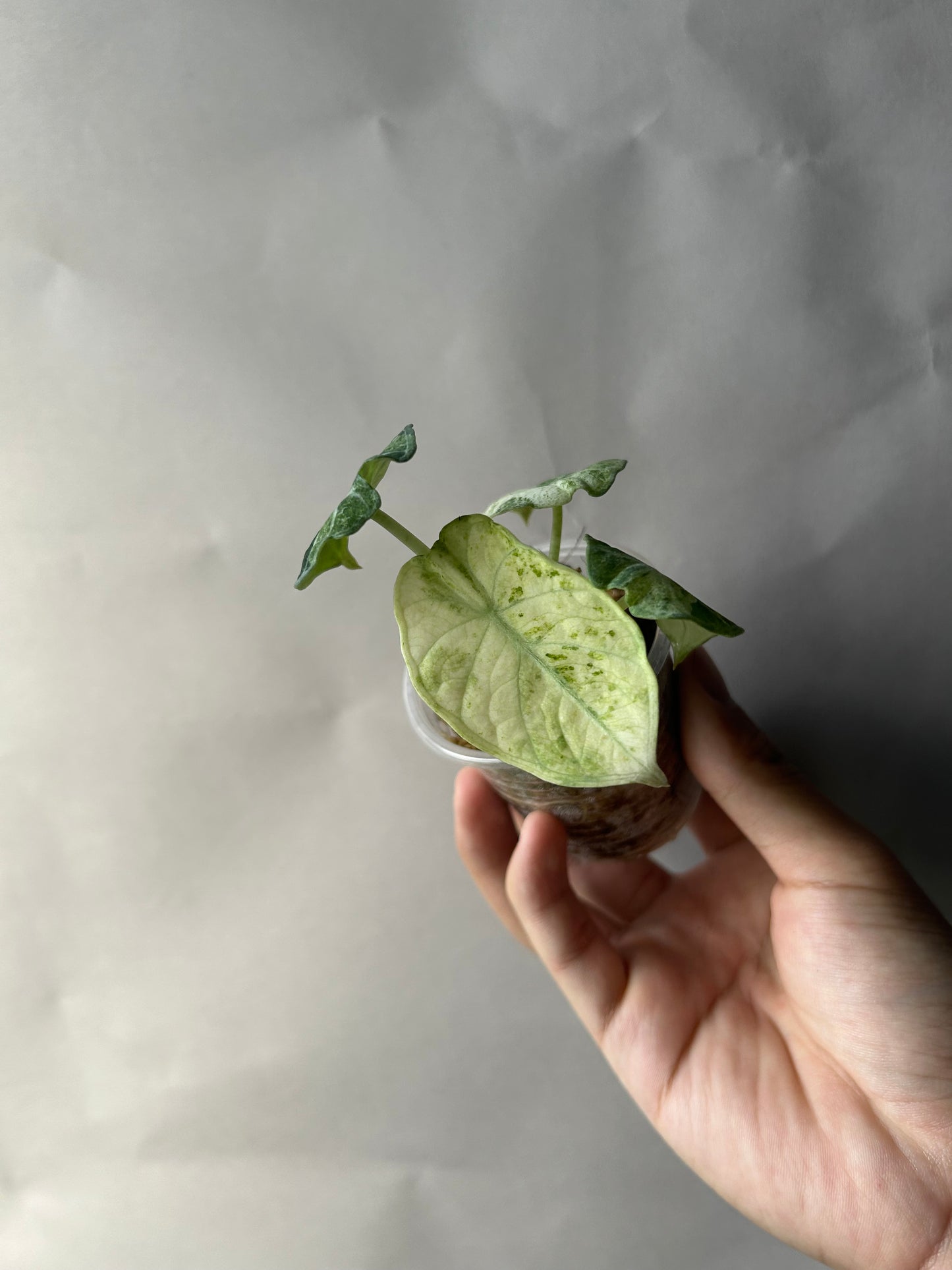 Alocasia Ninja Tricolor Splash