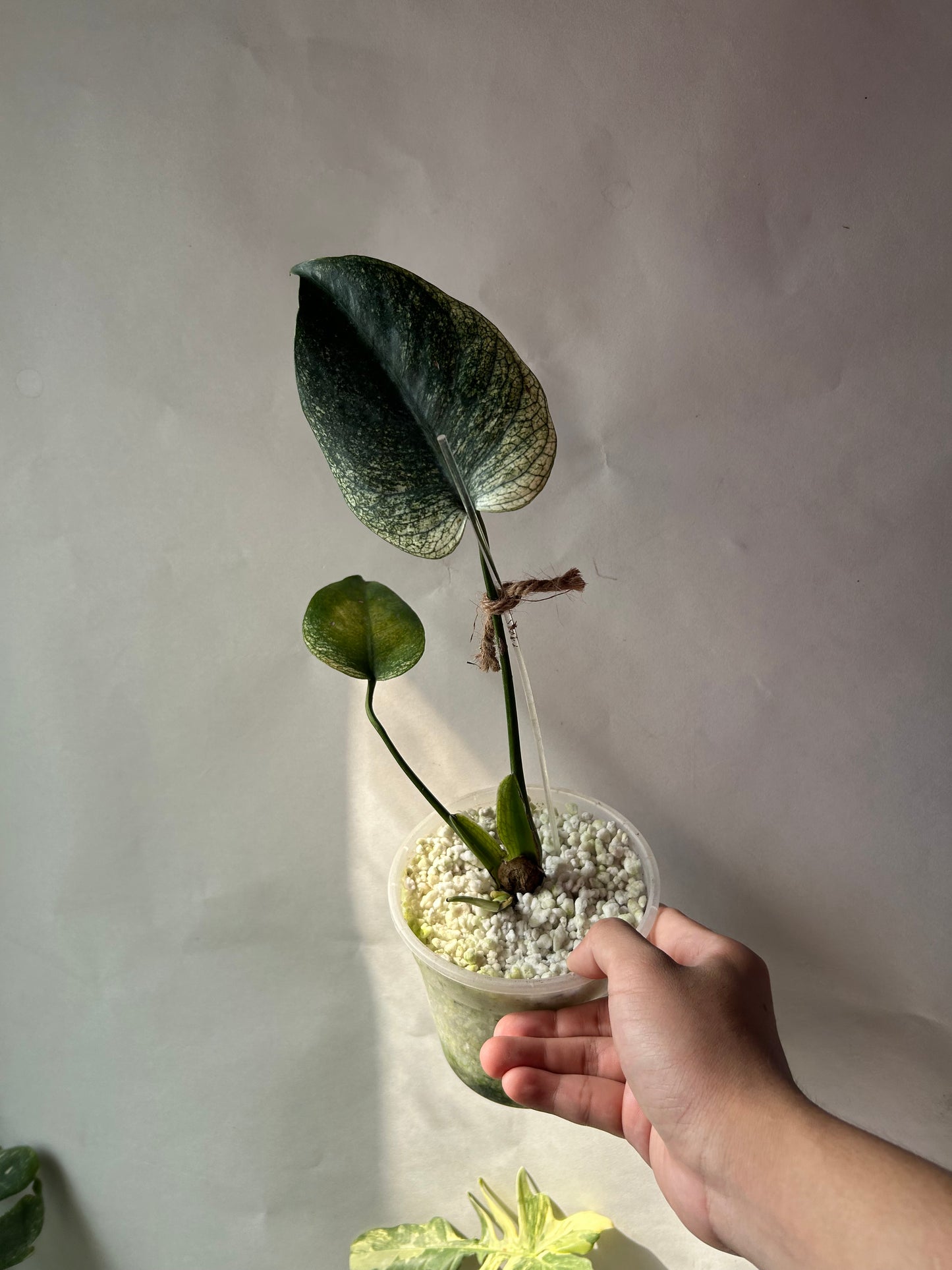 Monstera Devil Monster (Non-TC)