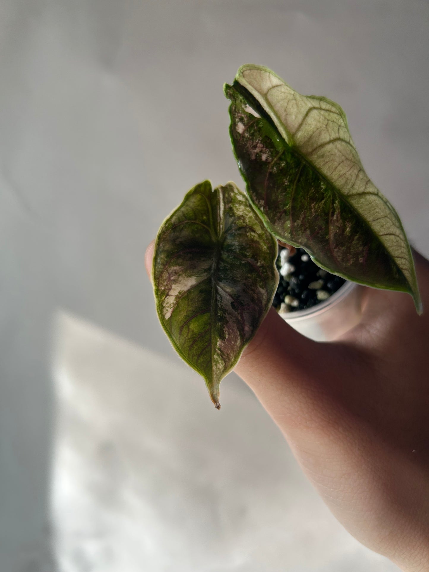 Alocasia Azlanii Pink