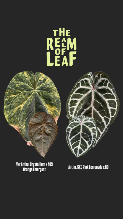 Variegated Anthurium Set 1 - 1 Var + 2 Non Var