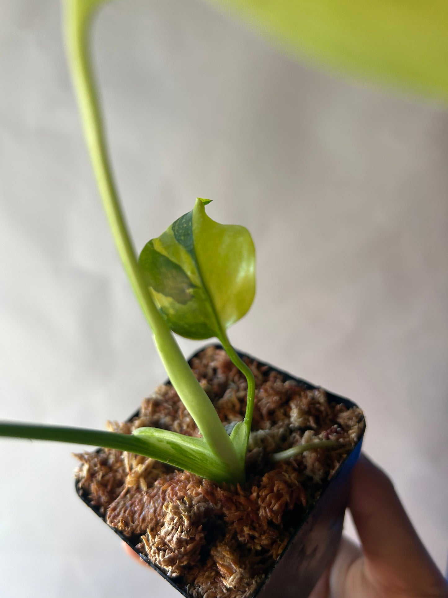 Monstera Deliciosa Electrolytes King