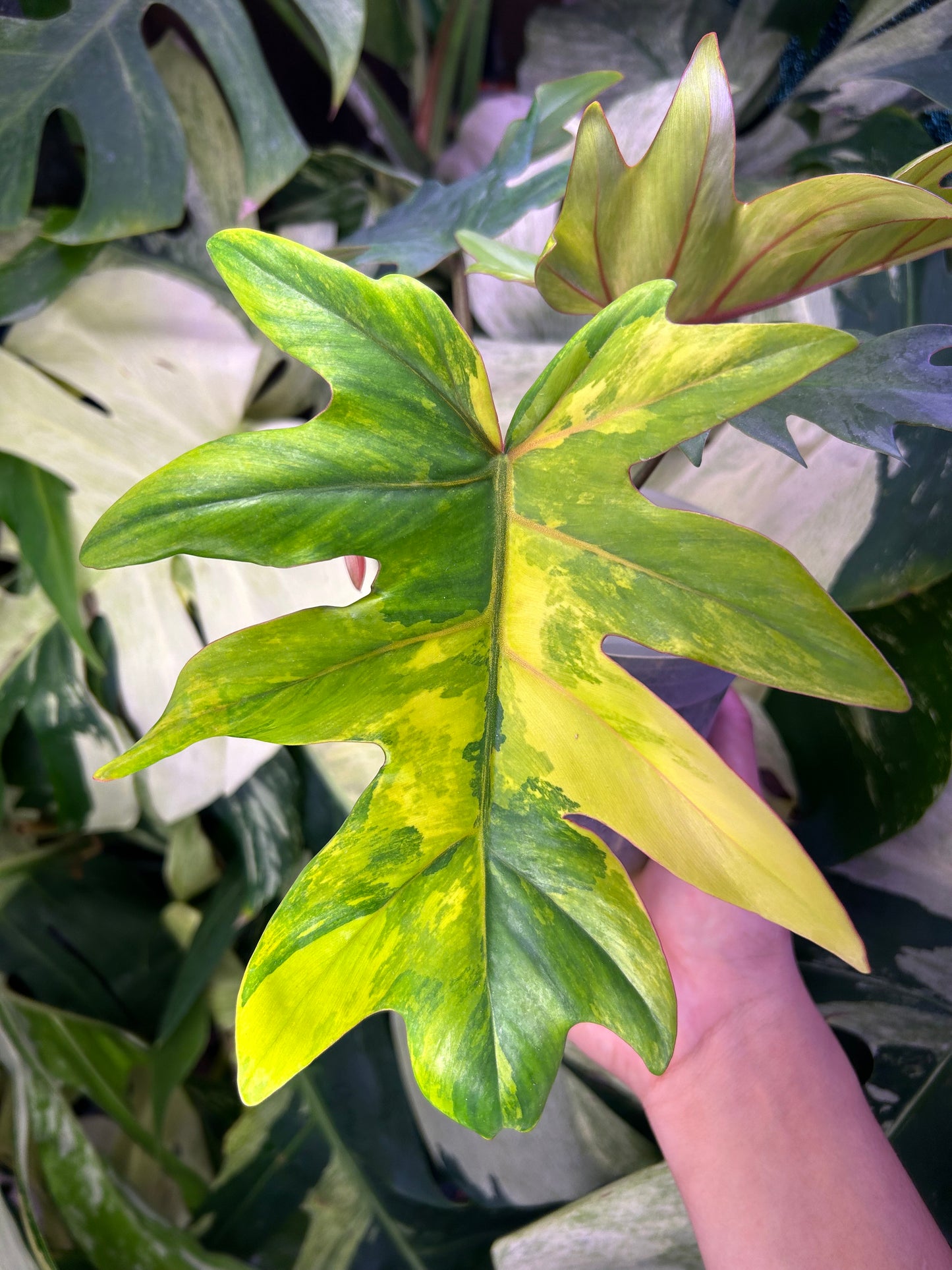 Philodendron Mayoi Variegated