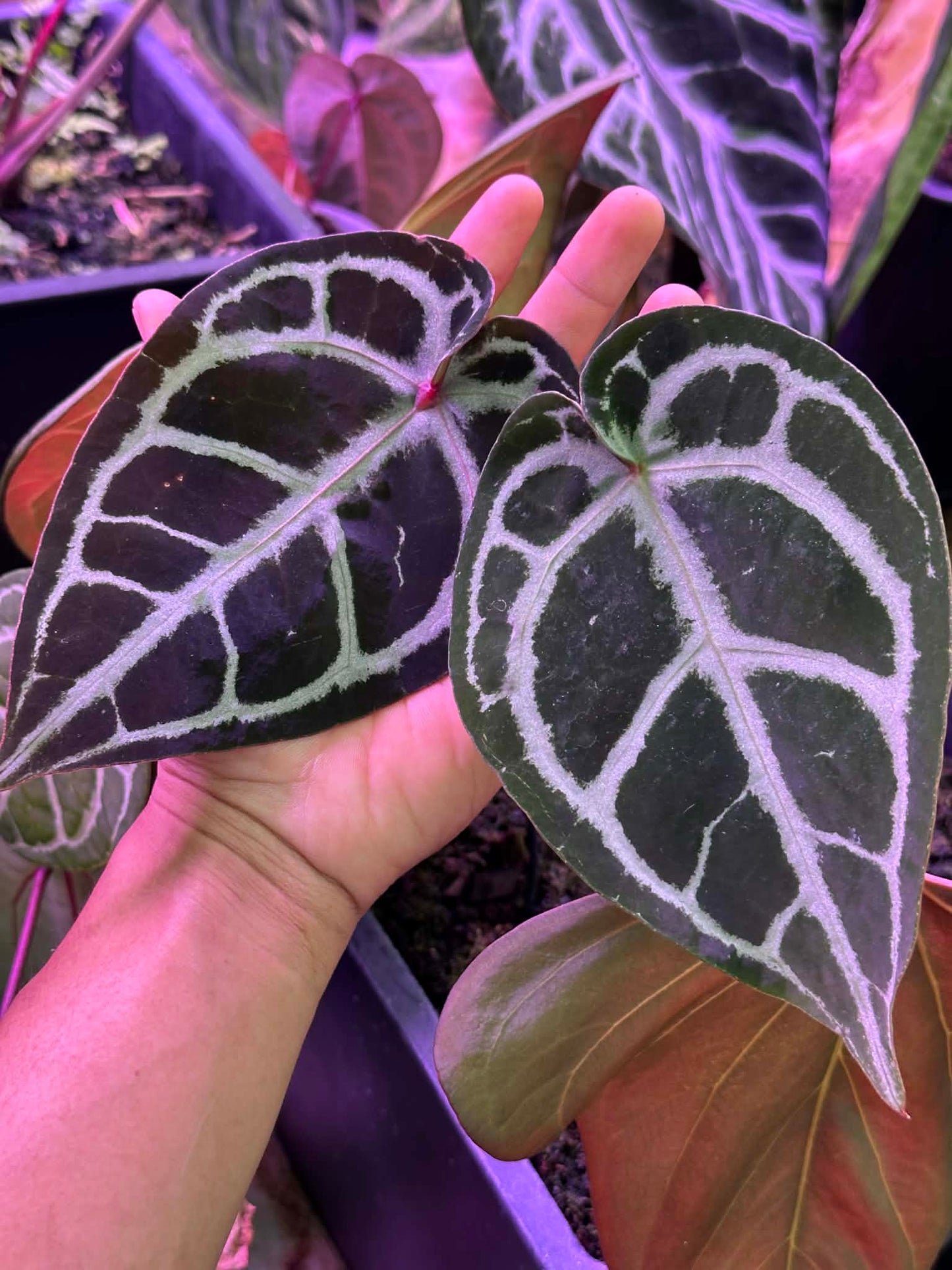 Anthurium ( SKG Pink Lemonade x RC) x ( Zara x Michelle) by Han Kirok