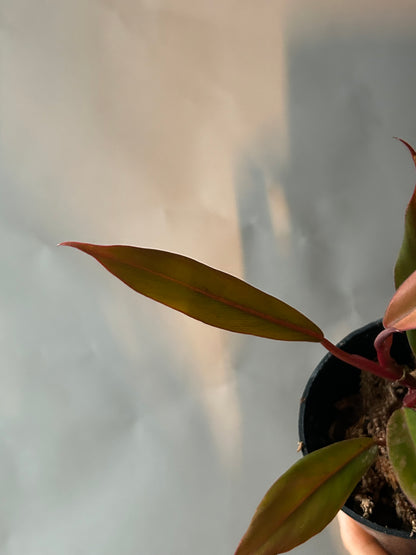 Philodendron Caramel Marble Variegated