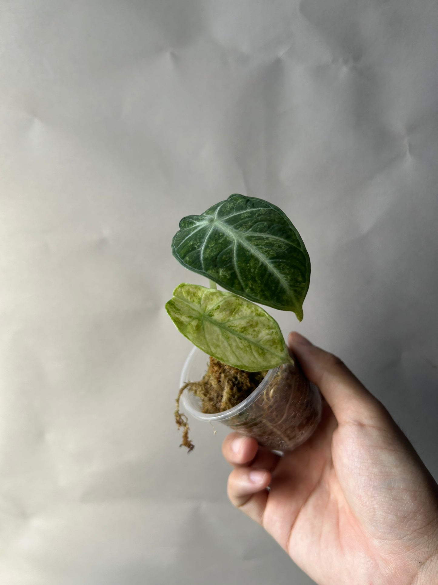 Alocasia Ninja Splash Tricolor