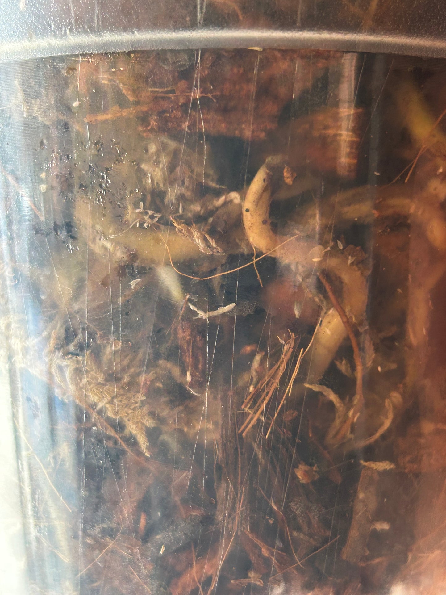 Monstera Deliciosa Vietciosa