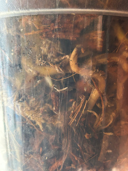 Monstera Deliciosa Vietciosa