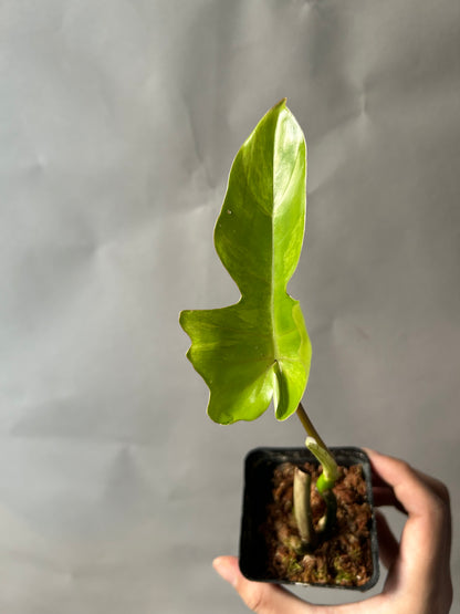 Philodendron Florida Beauty X Mayoi ( Kitina )