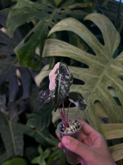 Alocasia Chatrieri Pink ( grow from corm )