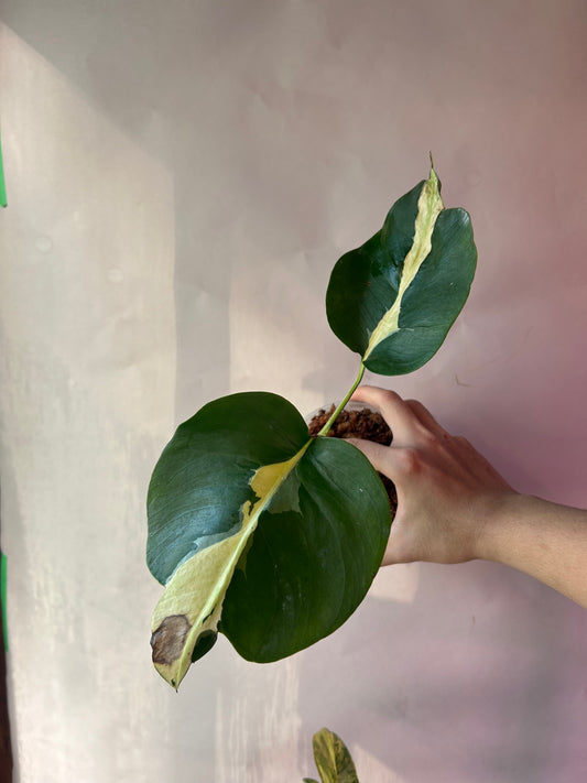 Monstera White Lava