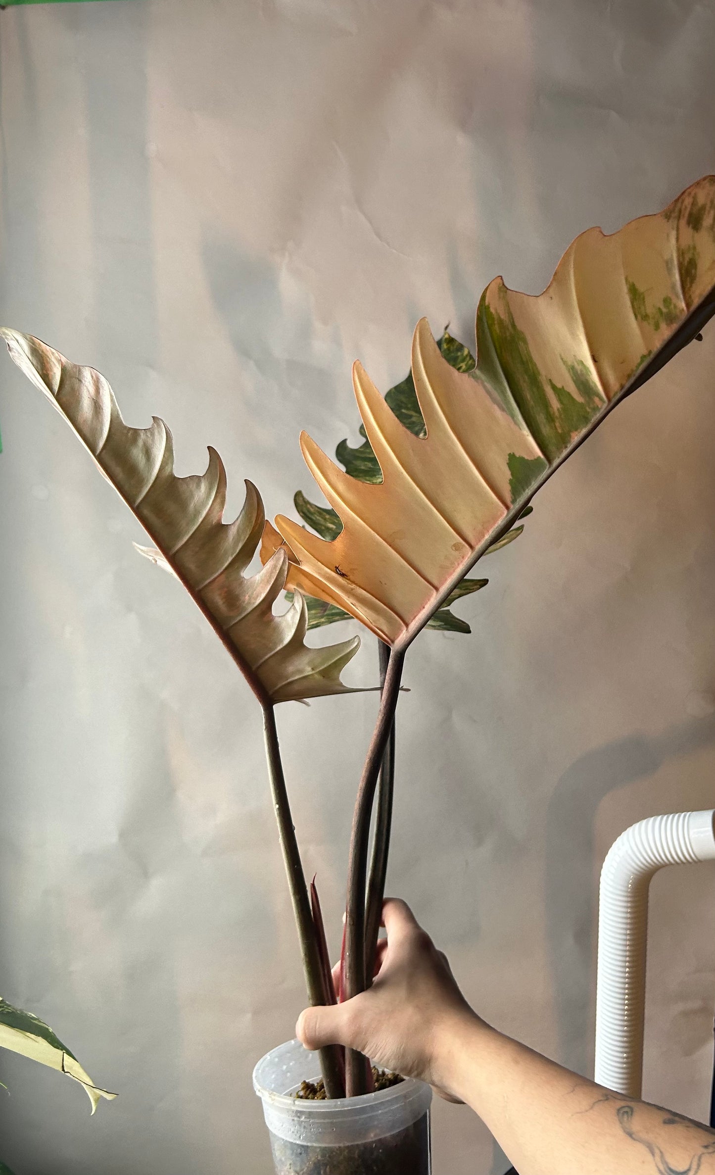 Philodendron Caramel Marble (Non TC)