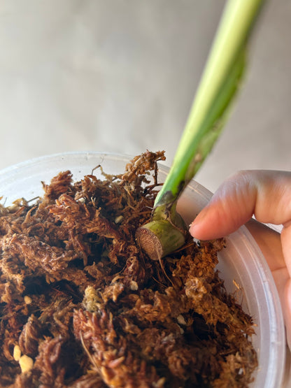 Monstera White Lava Cutting