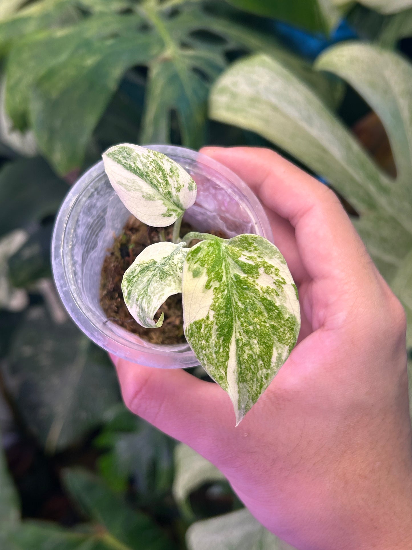 Monstera Legacy