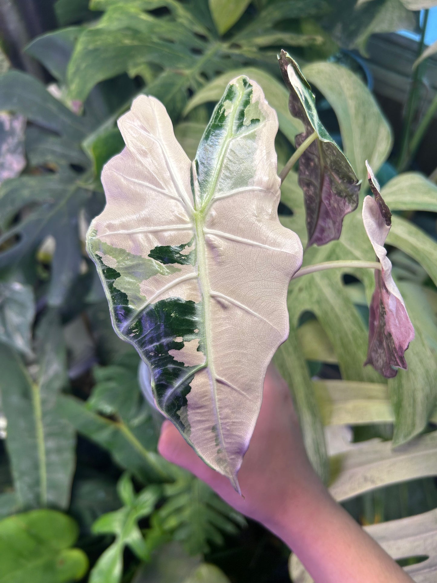 Alocasia Polly Pink