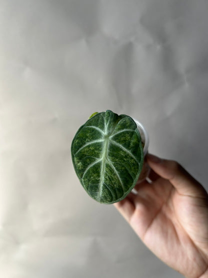 Alocasia Ninja Splash Tricolor